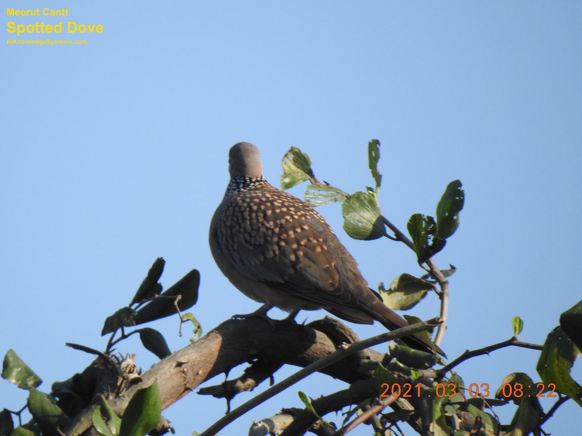 Dove Spotted (131) Coming Soon